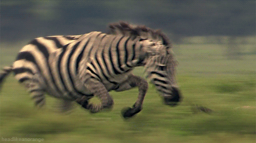 ¿Puedes identificar los animales más rápidos del mundo?
