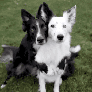 Borderline Genius: How Much Do You Know About Border Collies?