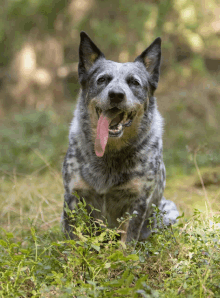 Kvíz o australském dobytčím psu: Kolik víte o této rase?