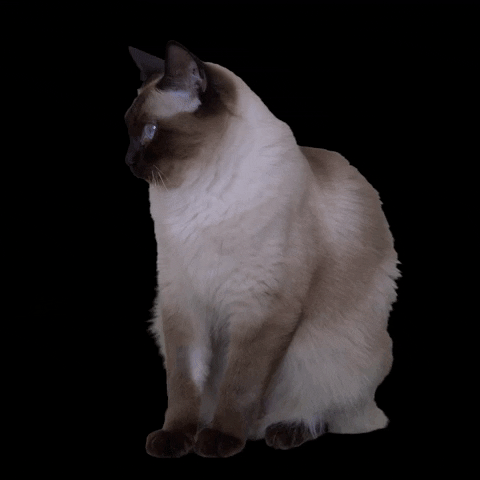 Kvíz o Tonkinezech: Kolik víte o této kočičí rase?