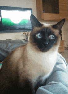 How Well Do You Know These Talkative Cats? Take Our Siamese Breed Quiz to Find Out