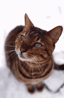 Тест: Как хорошо вы знаете абиссинскую кошку?