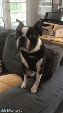 Quiz sul Boston Terrier: Quanto ne sai su questa razza?