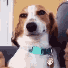 Beagle Mania: How Much Do You Know About These Adorable Hounds?	
