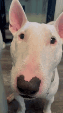 Bull Terrier Trivia: Test Your Knowledge of This Playful Breed