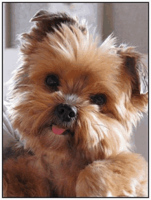 Yorkie Know-How: Test Your Knowledge of Yorkshire Terriers