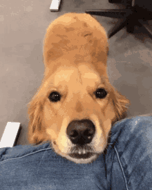 Pawsitively Perfect: How Well Do You Know Golden Retriever?	