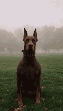 Kvíz o Dobrmanovi Pinscherovi: Kolik víte o této psí rase?