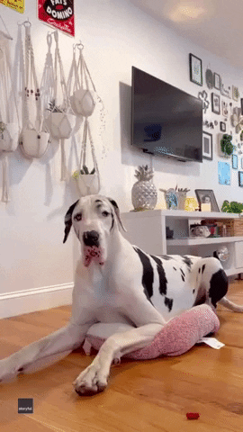 Great Dane Brain: Test Your Knowledge of These Giant Dogs