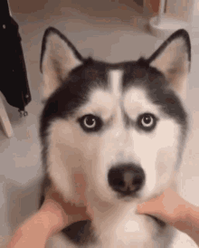 Snow Dogs: How Much Do You Know About Siberian Huskies?	