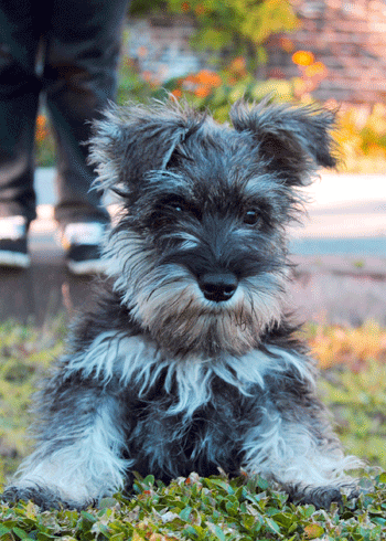 Small But Mighty: How Much Do You Know About Miniature Schnauzers?	