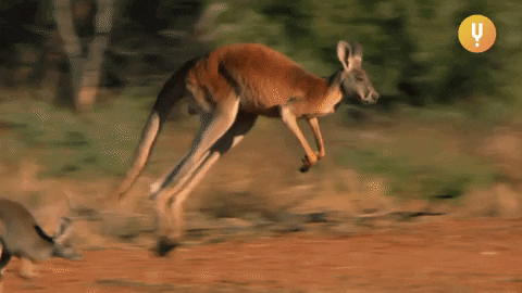 Are You a Kangaroo Connoisseur? Take This Quiz and Find Out