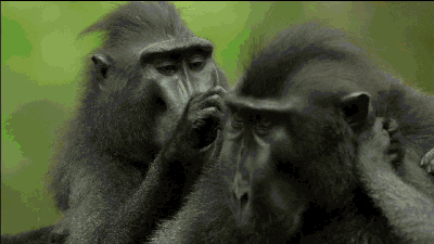 Kvíz o Opicích: Kolik víte o těchto inteligentních zvířat?