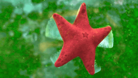 Тест о Морских Звездах: Как много вы знаете об этих удивительных животных?