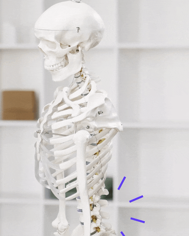 Unlock the Secrets of Your Skeleton: Take This Ultimate Anatomy and Physiology Bones Quiz Now!	
