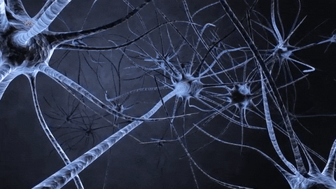 Kvíz o nervové soustavě: Kolik víš o svém mozku a nervových vláknech?