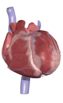 Otestujte své znalosti o kardiovaskulárním systému!