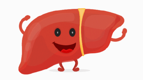 Unlock the Secrets of Your Liver: Take This Mind-Blowing Anatomy and Physiology Quiz Now!	