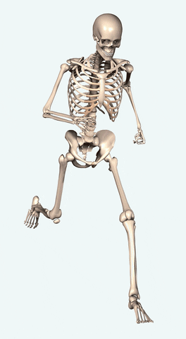 Kvíz o svalově-kostrčním systému: Kolik víte o svých kostech a svalech?