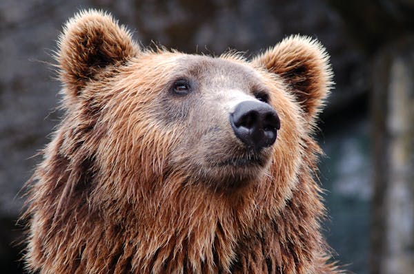 Uji pengetahuanmu tentang beruang dengan quiz ini!
