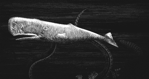 Kuis Moby-Dick: Seberapa banyak yang kamu tahu tentang paus putih besar?