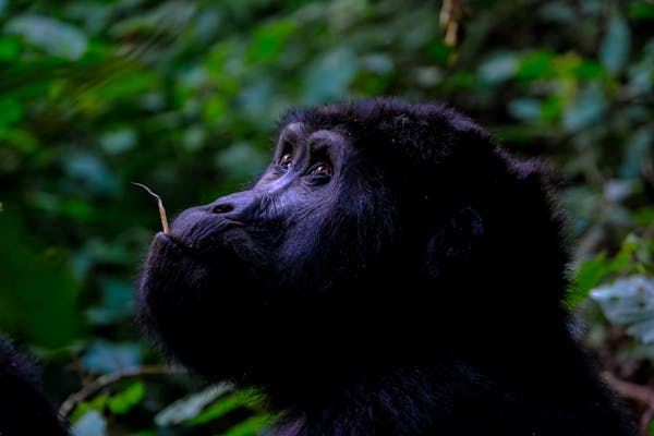 Kuis tentang gorila: Seberapa banyak yang kamu tahu tentang primata yang megah ini?