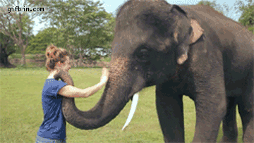 Kuis Gajah: Seberapa banyak yang kamu tahu tentang hewan yang megah ini?