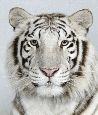 Seberapa banyak kamu tahu tentang harimau? Uji pengetahuanmu dengan quiz kami!