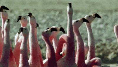 Kuis Tentang Flamingo: Seberapa banyak yang kamu tahu tentang burung merah muda ini?