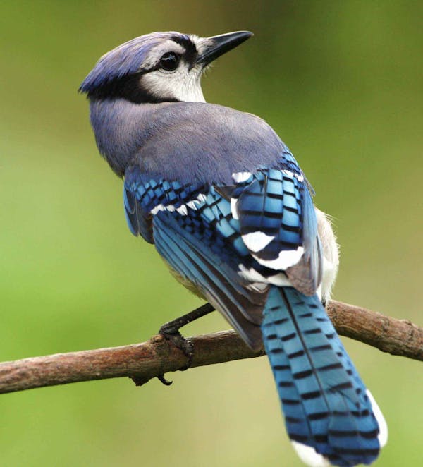 Kuis tentang Blue Jays: Seberapa banyak yang kamu tahu tentang burung ini?