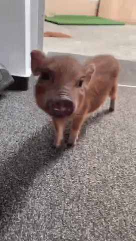 Kuis tentang babi: Seberapa banyak yang kamu tahu tentang hewan ini?