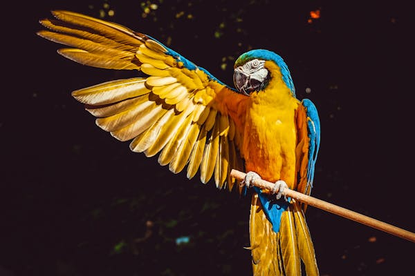 Kuis tentang burung kakatua: seberapa banyak yang kamu tahu tentang burung berwarna-warni ini?