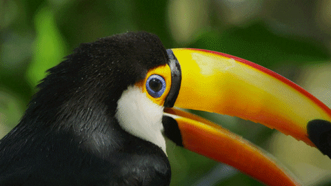 Kuis tentang Toucan: Seberapa banyak yang kamu tahu tentang burung eksotis ini?
