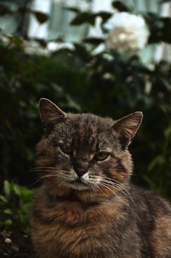 Kuis tentang Kucing Hutan Norwegia: Seberapa banyak yang kamu tahu tentang ras kucing ini?