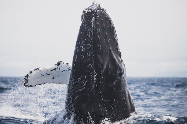 Kuis tentang paus: Seberapa banyak yang kamu tahu tentang raksasa laut ini?