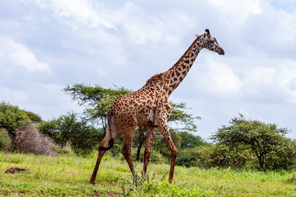 Kenya Expedition: A Trivia Quiz on Kenyan Culture, History, and Geography