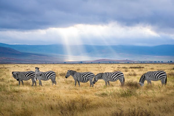 Tanzania: Discovering the Wildlife and Culture of East Africa - A Trivia Quiz