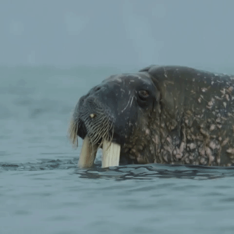 Walrus You Waiting For? Take This Quiz and Find Out How Much You Know