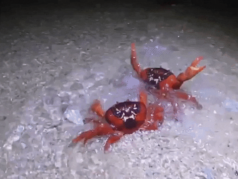 Are You Crabby Enough to Ace This Crab Quiz?