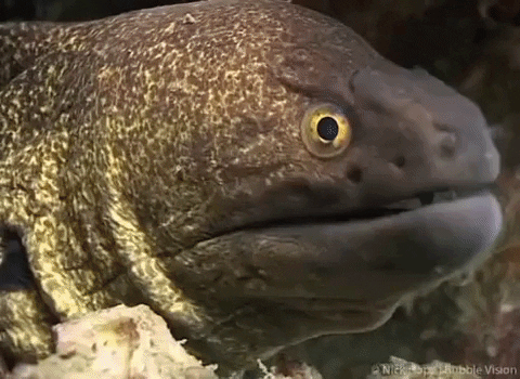 Electric Quiz: How Much Do You Know About Eels?