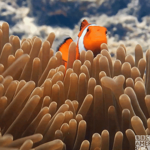 Just Keep Swimming! Take This Quiz to Test Your Clownfish Knowledge