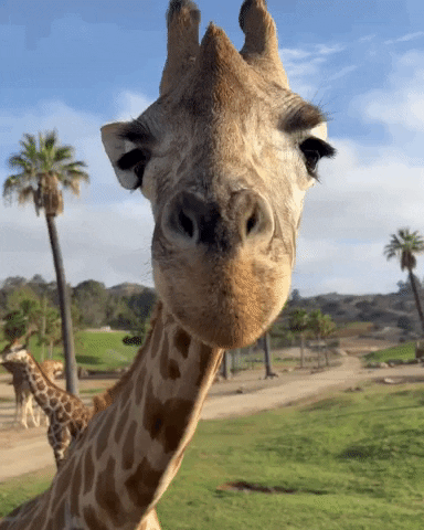 Reach for the Stars with This Giraffe Quiz