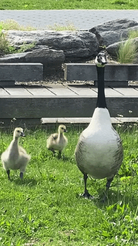 Don't Be a Goose, Take This Quiz and Test Your Knowledge