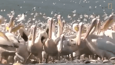Are You a Pelican Pro? Test Your Knowledge with This Quiz