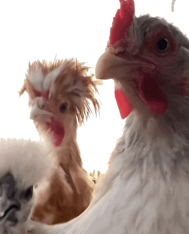 What's the Cluck? Take This Chicken Quiz and Test Your Knowledge