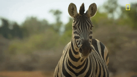 Are You a Zebra Expert? Take This Quiz and Find Out