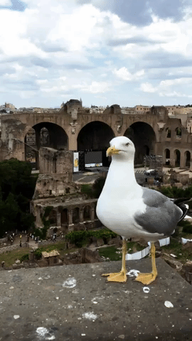 What's the Seagull's Cry? Take This Quiz and Test Your Knowledge
