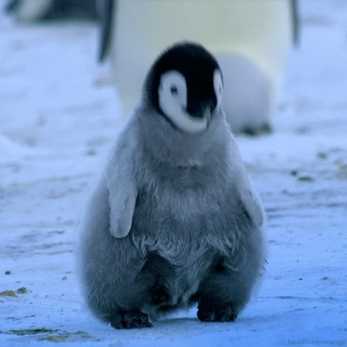 Waddle You Know? Take This Penguin Quiz and Find Out