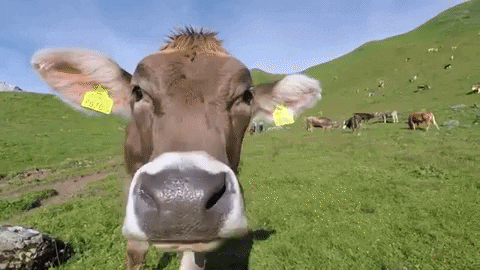 Moo-ve Over, It's Time to Test Your Cow Knowledge with This Quiz