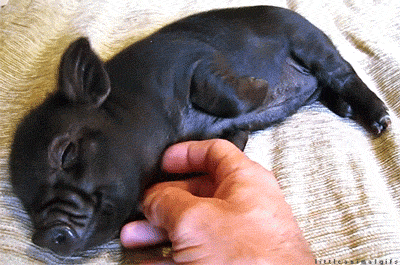 How Much Do You Know About These Adorable Oinkers? Take This Pig Quiz